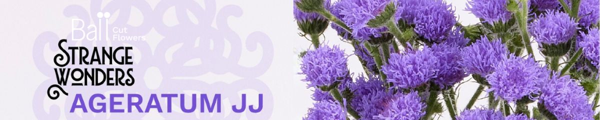 Banner BallSB Ageratum Strange Wonders