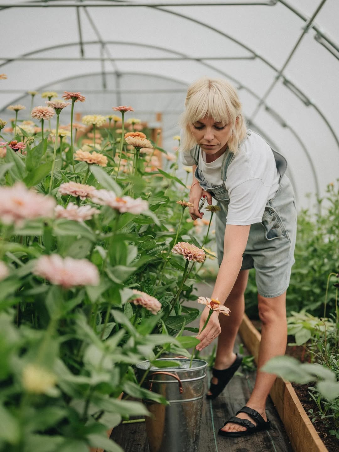 Florist harvesting flowers in greenhouse
