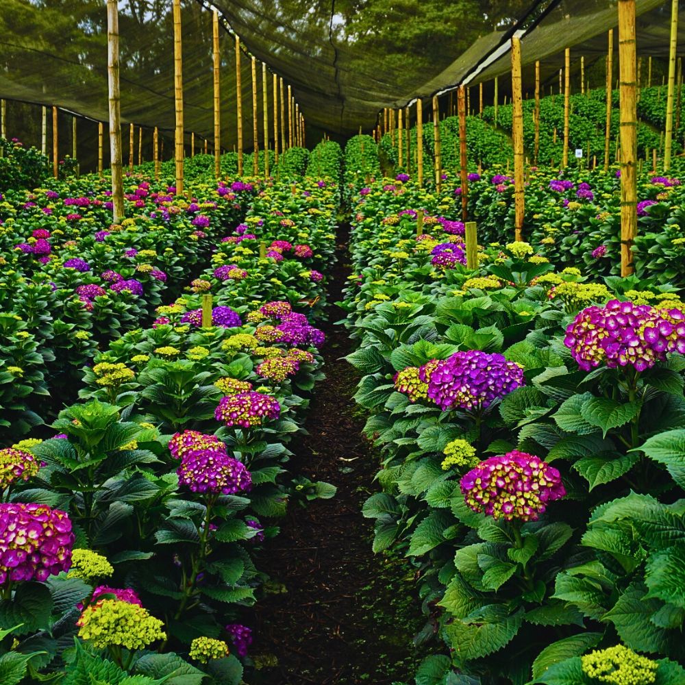 Hydrangea Flowers Actively Support Soil Health