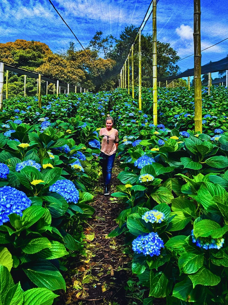 Hydrangea From a Sustainable Floriculture Perspective, Flowers Actively Support Soil Health