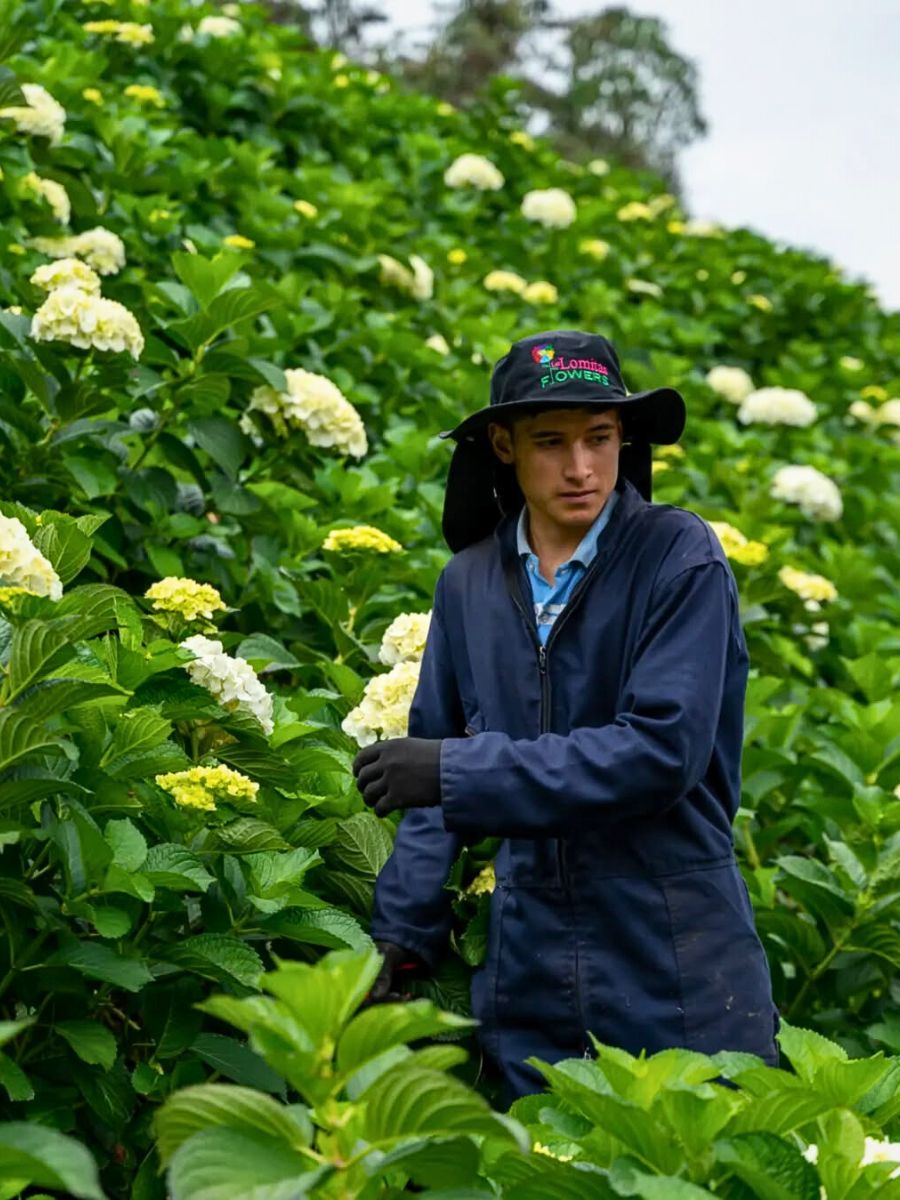 Hydrangea flowers From a Sustainable Floriculture Perspective, Flowers Actively Support Soil Health