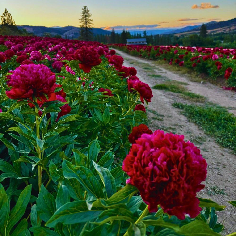 Flower cultivation From a Sustainable Floriculture Perspective, Flowers Actively Support Soil Health