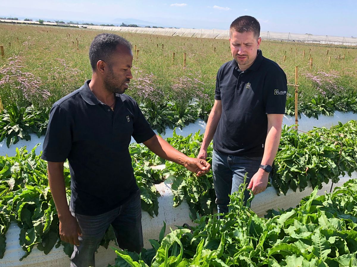 Flowers at a farm in Ethiopia From a Sustainable Floriculture Perspective, Flowers Actively Support Soil Health