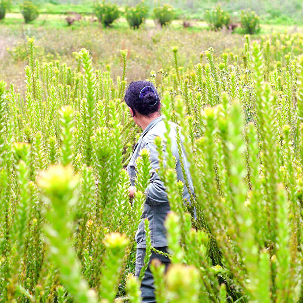 Flower field From a Sustainable Floriculture Perspective, Flowers Actively Support Soil Health