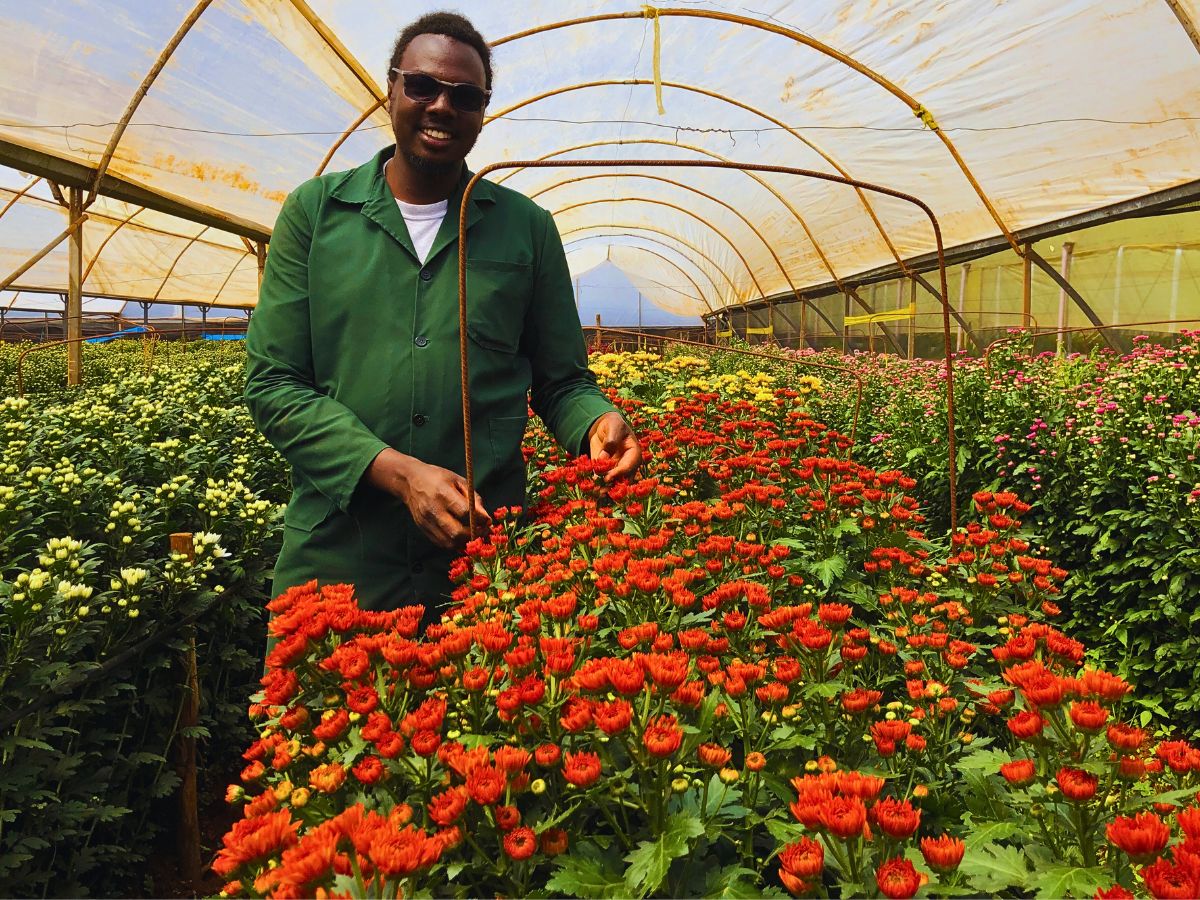 Chrysanthemum From a Sustainable Floriculture Perspective, Flowers Actively Support Soil Health