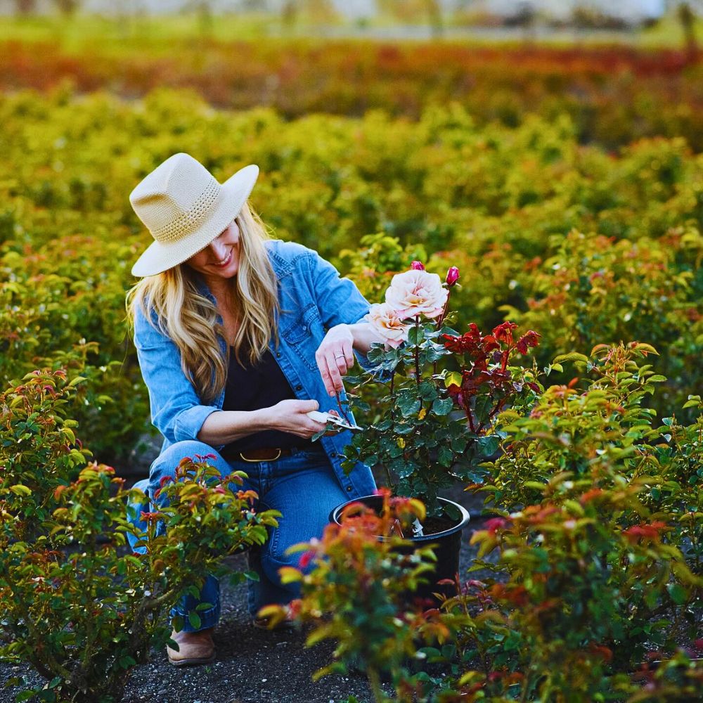 Flower cultivation From a Sustainable Floriculture Perspective, Flowers Actively Support Soil Health