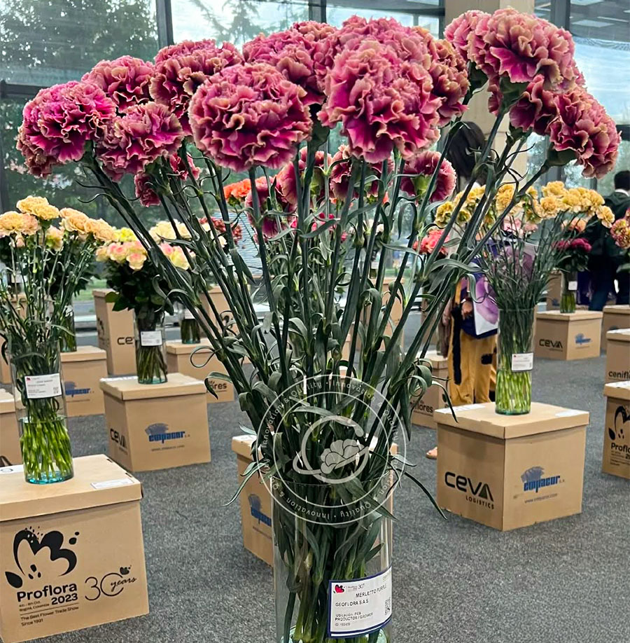 Geoflora Carnation Merletto Purple at Proflora 2023