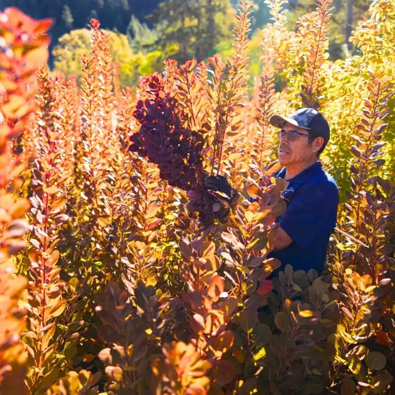 Cotinus harvest