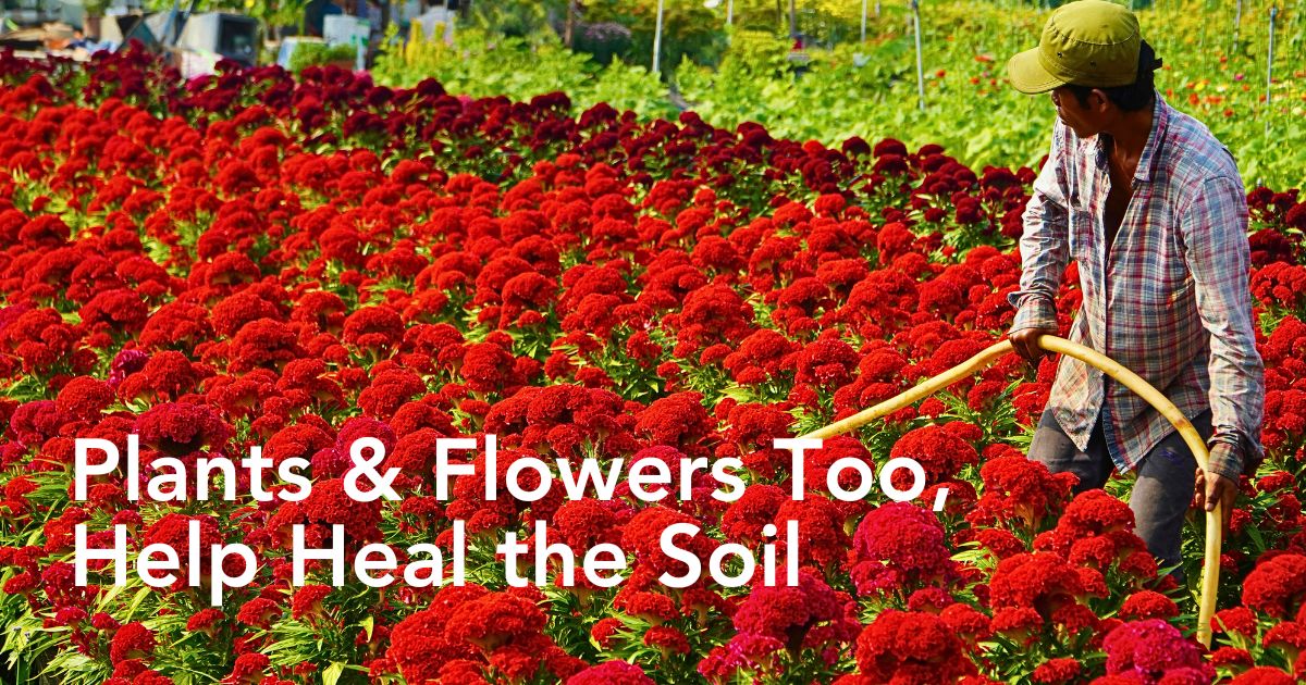 From a Sustainable Floriculture Perspective, Flowers Actively Support Soil Health - Thursd Article