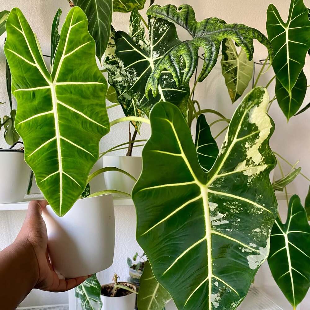Hand holding potted Alocasia plant Hand holding potted Alocasia plant