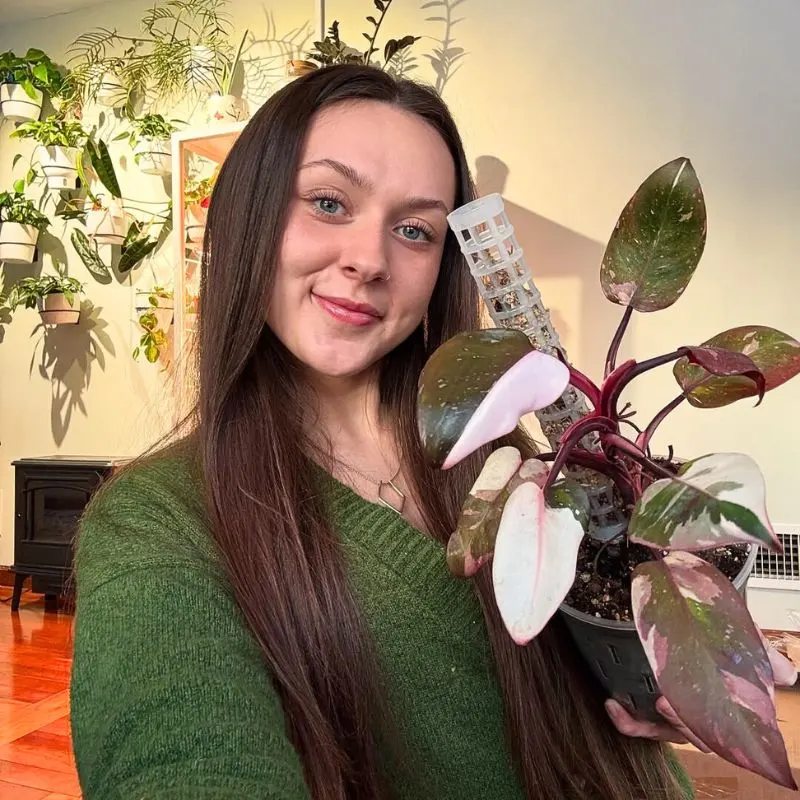 Plant Care Reminder System Featured Image