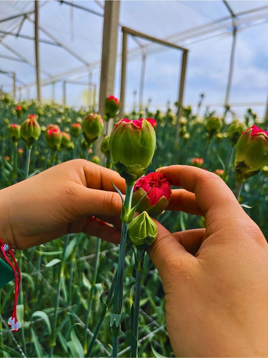 Blooming carnations Climate Change and Its Impacts on the Flowering and Blooming Cycles of Plants - Thursd Article.