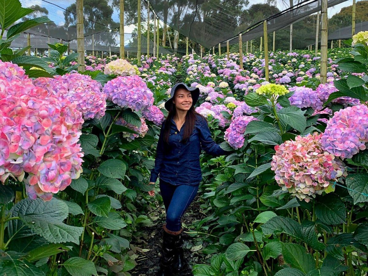 Blooming hydrangea Climate Change and Its Impacts on the Flowering and Blooming Cycles of Plants - Thursd Article.