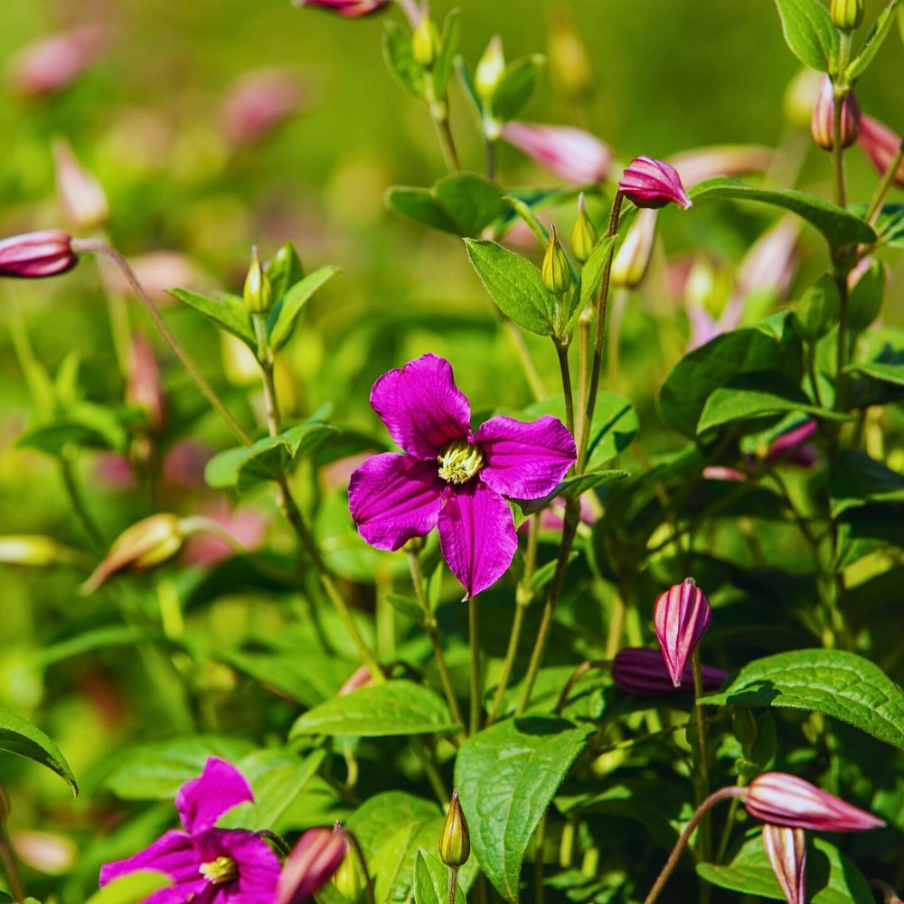 Clematis Amazing Kyiv Climate Change and Its Impacts on the Flowering and Blooming Cycles of Plants - Thursd Article.