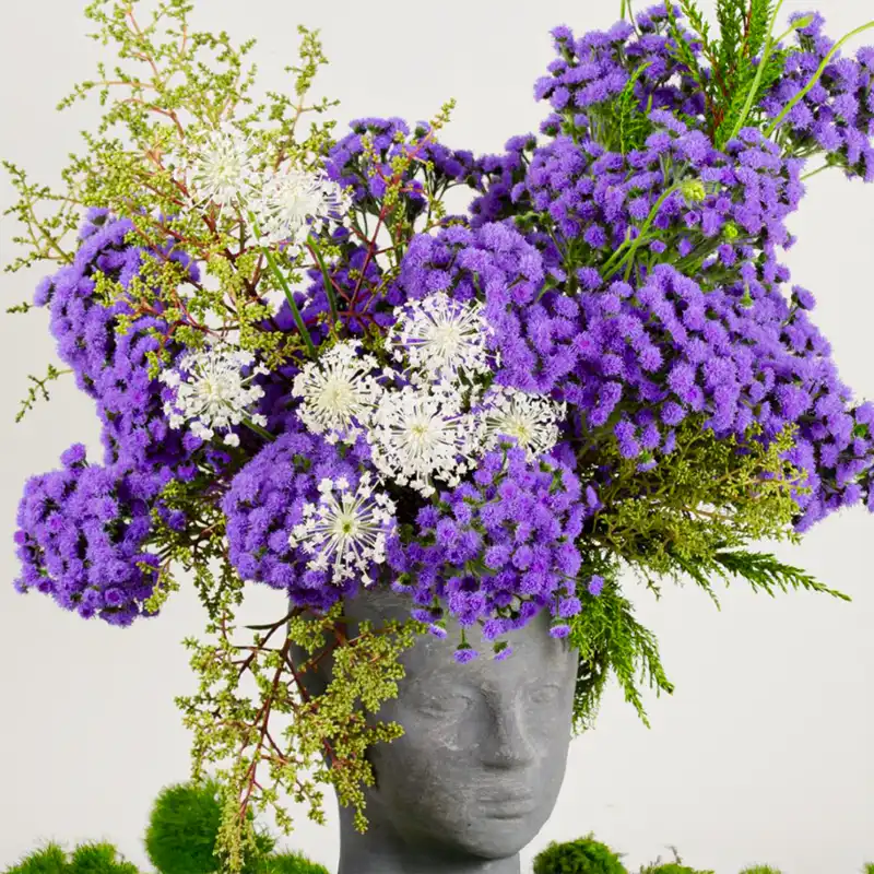 Strange Wonders Ageratum JJ Ball SB Wide Featured