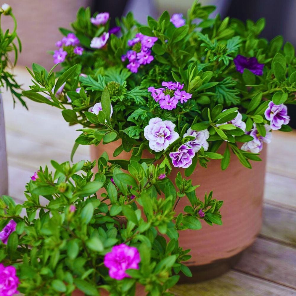 Calibrachoa in bloom Climate Change and Its Impacts on the Flowering and Blooming Cycles of Plants - Thursd Article.