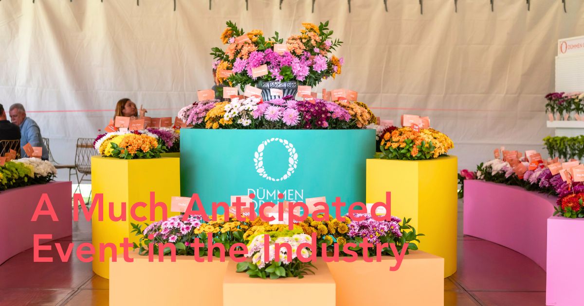 Chrysanthemum Week at Dummen Orange