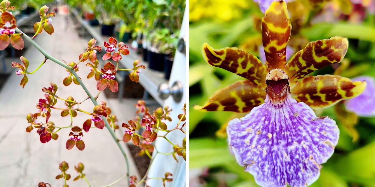 Different varieties of orchids Different varieties of orchids