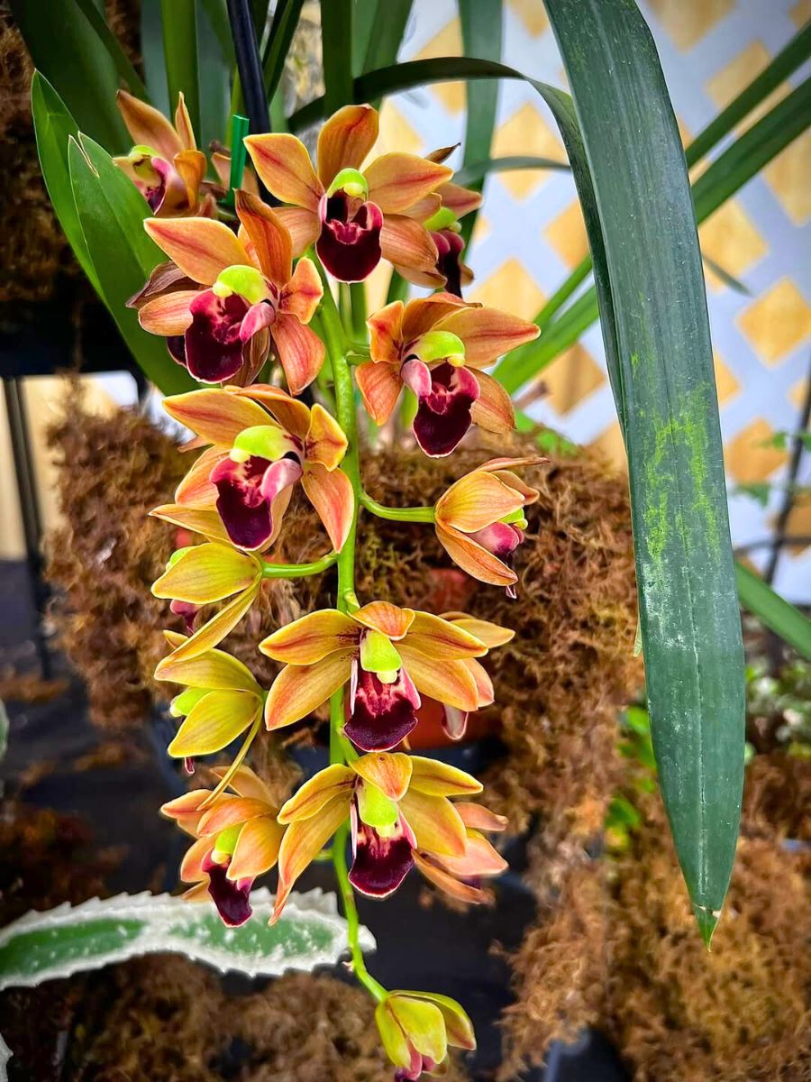 A peachy colored Cymbidium orchid A peachy colored Cymbidium orchid
