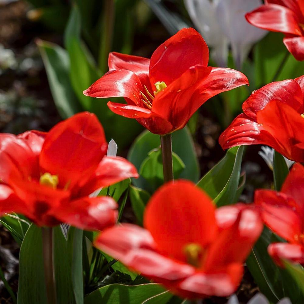 Red tulips Climate Change and Its Impacts on the Flowering and Blooming Cycles of Plants - Thursd Article.
