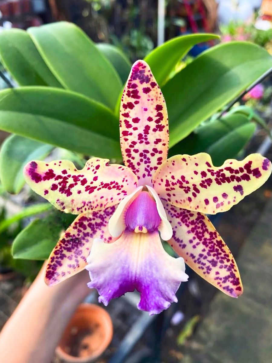 A variety of Cattleya orchid A variety of Cattleya orchid
