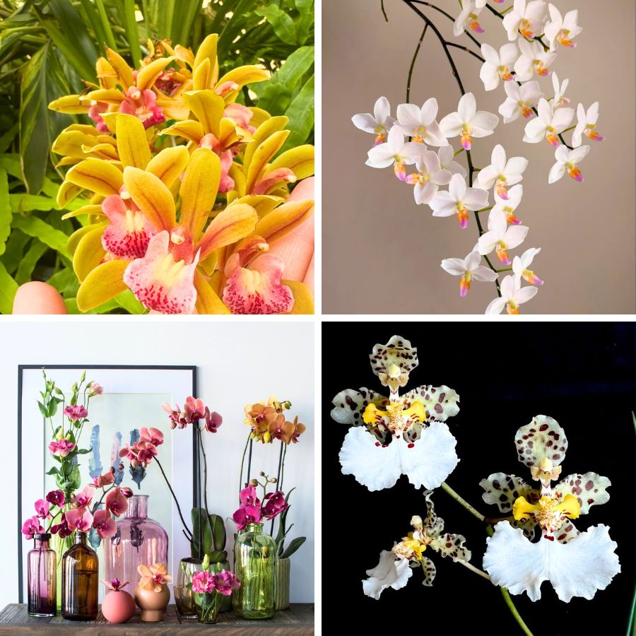 Orchids for any celebration