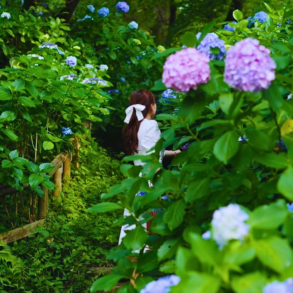 Blooming flowers Climate Change and Its Impacts on the Flowering and Blooming Cycles of Plants - Thursd Article.