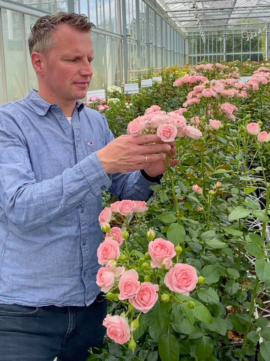 Spray Roses Climate Change and Its Impacts on the Flowering and Blooming Cycles of Plants - Thursd Article.