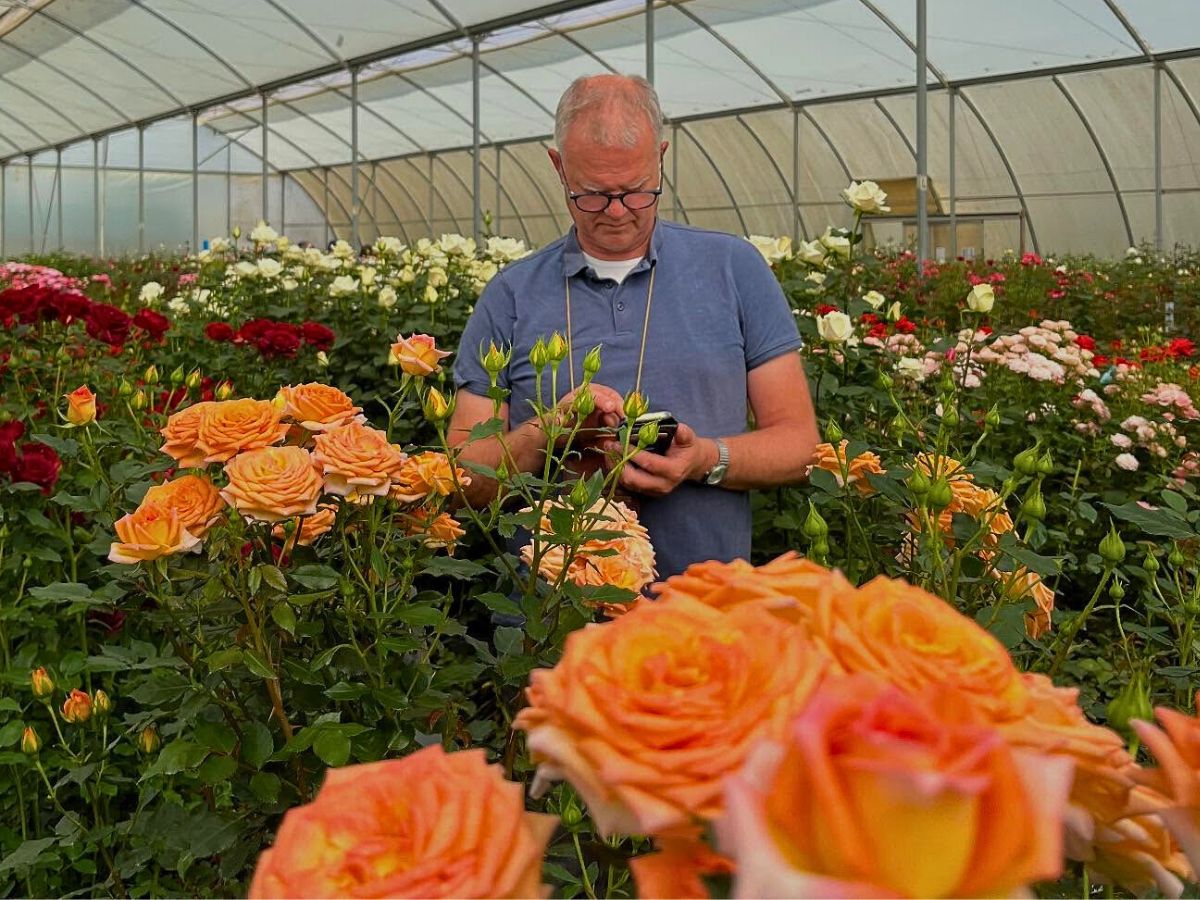 Roses Climate Change and Its Impacts on the Flowering and Blooming Cycles of Plants - Thursd Article.