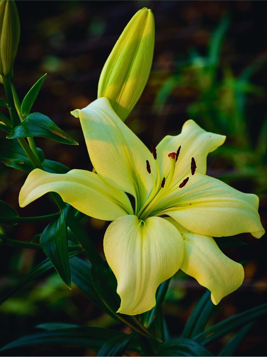 Lily flowers in bloom Climate Change and Its Impacts on the Flowering and Blooming Cycles of Plants - Thursd Article.