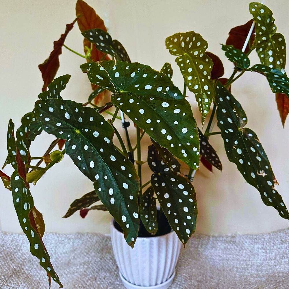 What You’d Love to Know About Angel Wing Begonia, Whose Range of Varieties Includes the Polka Dot Begonia - Thursd Article