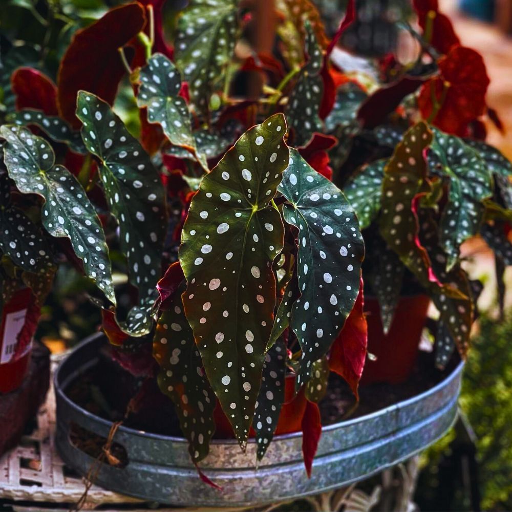 What You’d Love to Know About Angel Wing Begonia, Whose Range of Varieties Includes the Polka Dot Begonia - Thursd Article