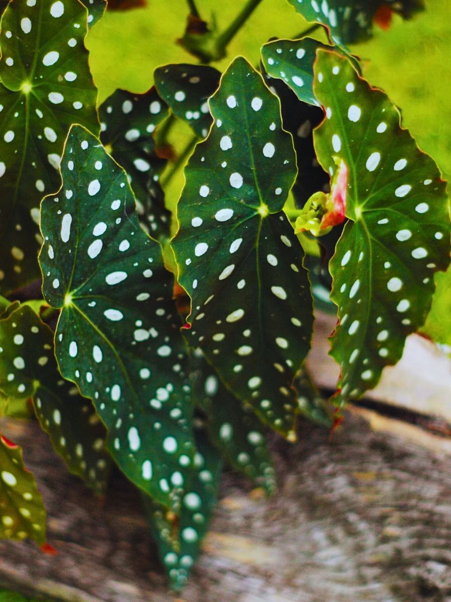 What You’d Love to Know About Angel Wing Begonia, Whose Range of Varieties Includes the Polka Dot Begonia - Thursd Article