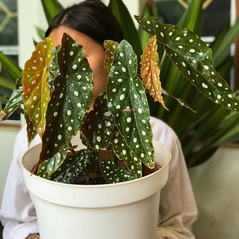 What You’d Love to Know About Angel Wing Begonia, Whose Range of Varieties Includes the Polka Dot Begonia - Thursd Article