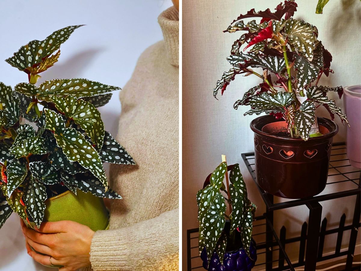 What You’d Love to Know About Angel Wing Begonia, Whose Range of Varieties Includes the Polka Dot Begonia - Thursd Article