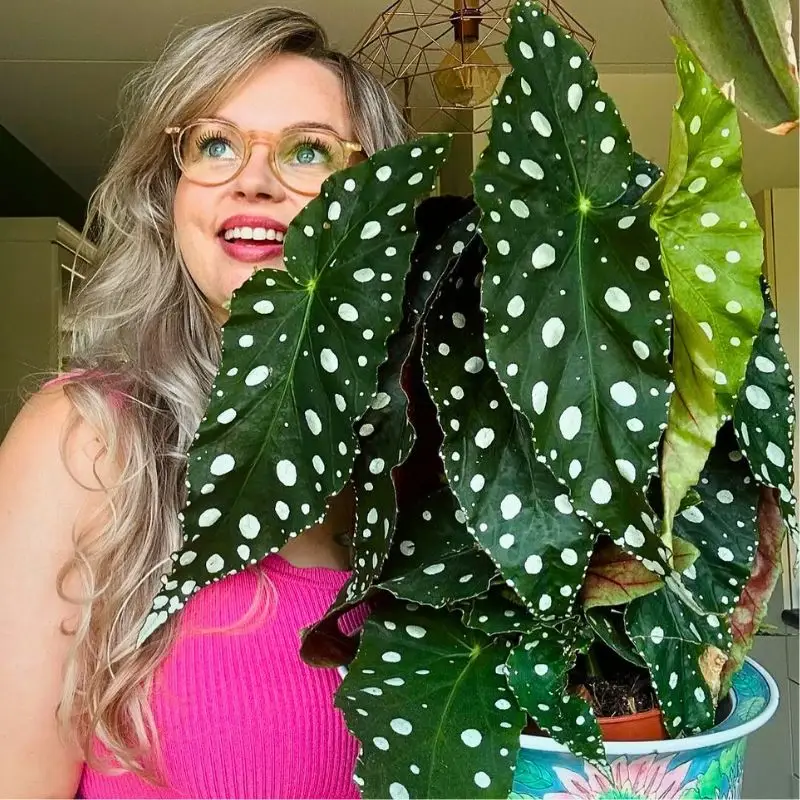 What You’d Love to Know About Angel Wing Begonia, Whose Range of Varieties Includes the Polka Dot Begonia - Thursd Article