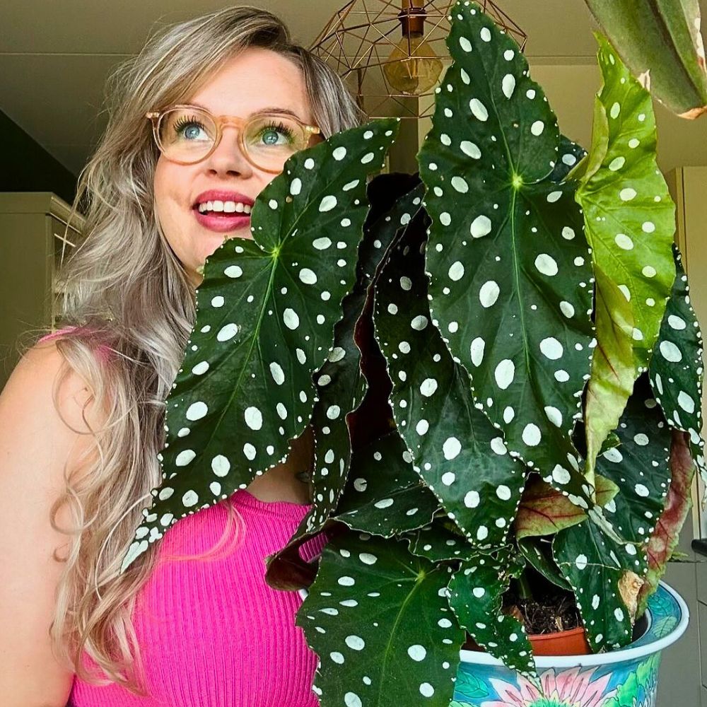 What You’d Love to Know About Angel Wing Begonia, Whose Range of Varieties Includes the Polka Dot Begonia - Thursd Article