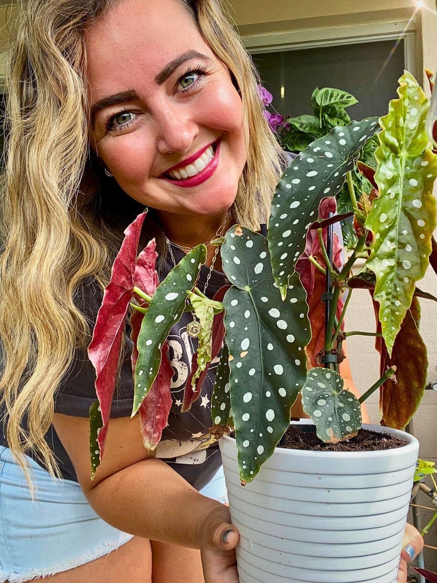 What You’d Love to Know About Angel Wing Begonia, Whose Range of Varieties Includes the Polka Dot Begonia - Thursd Article