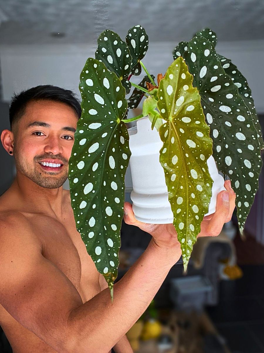 What You’d Love to Know About Angel Wing Begonia, Whose Range of Varieties Includes the Polka Dot Begonia - Thursd Article