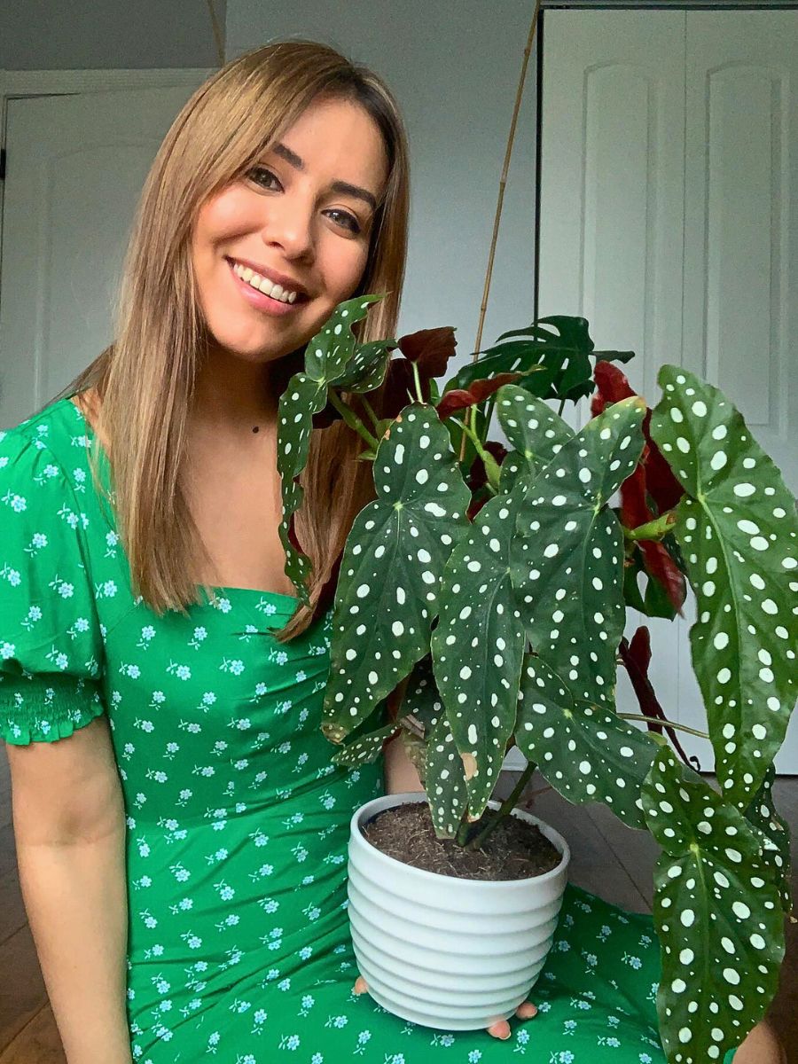What You’d Love to Know About Angel Wing Begonia, Whose Range of Varieties Includes the Polka Dot Begonia - Thursd Article