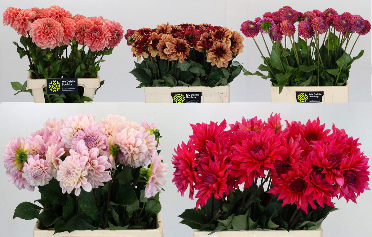 My Dahlia Society Five Varieties for Fiori My Dahlia Society Five Varieties for Fiori