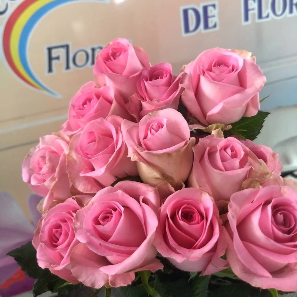 Rose Revival Rose Revival