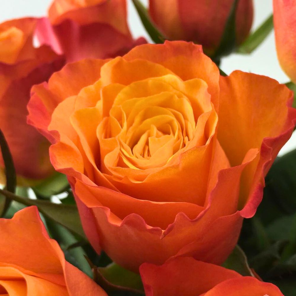 Rose Confidential Rose Confidential
