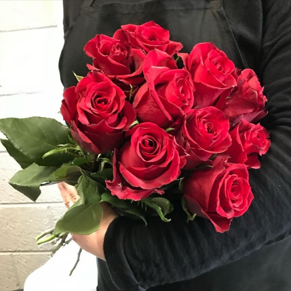 Rose Ever Red Rose Ever Red