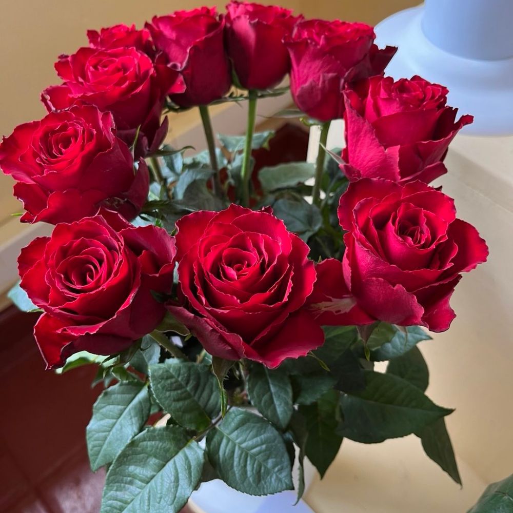 Rose Madam Red Rose Madam Red