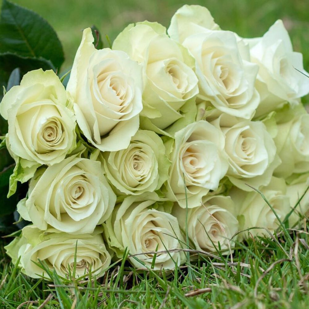 Rose Athena Rose Athena