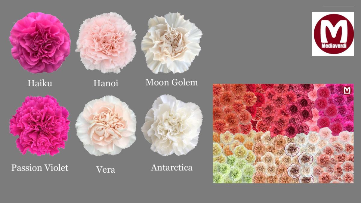 Different Carnations by Mediaverdi