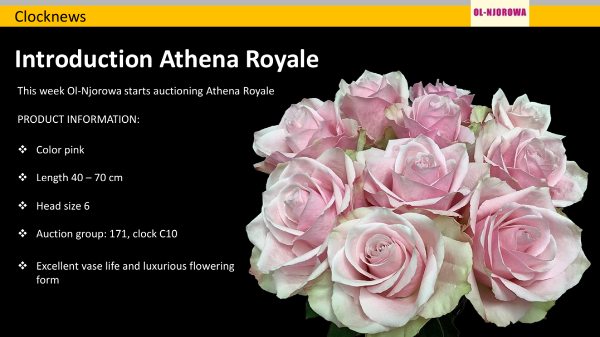 Rose Athena Royale by Fresco Flowers 