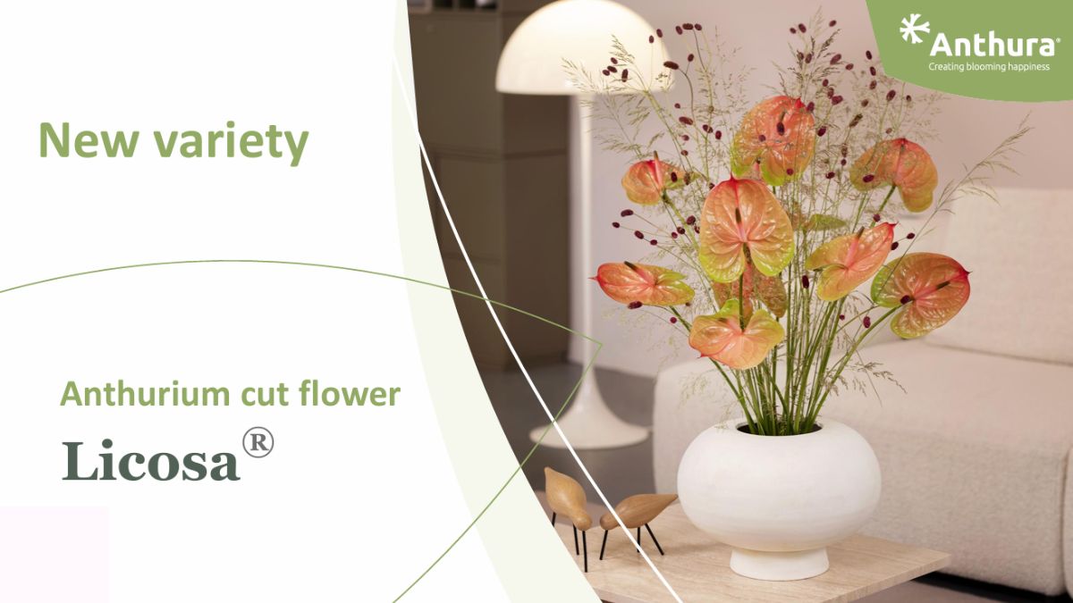 Anthurium cut flower Licosa by Anthura 