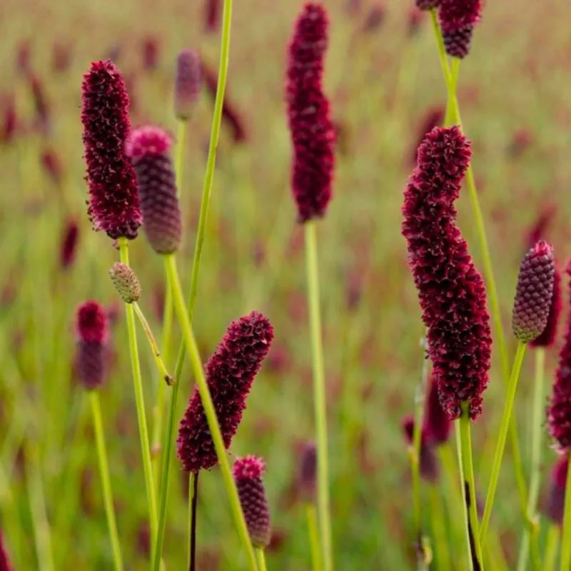 Sanguisorba officinalis Big Dream Select by BD Flowers